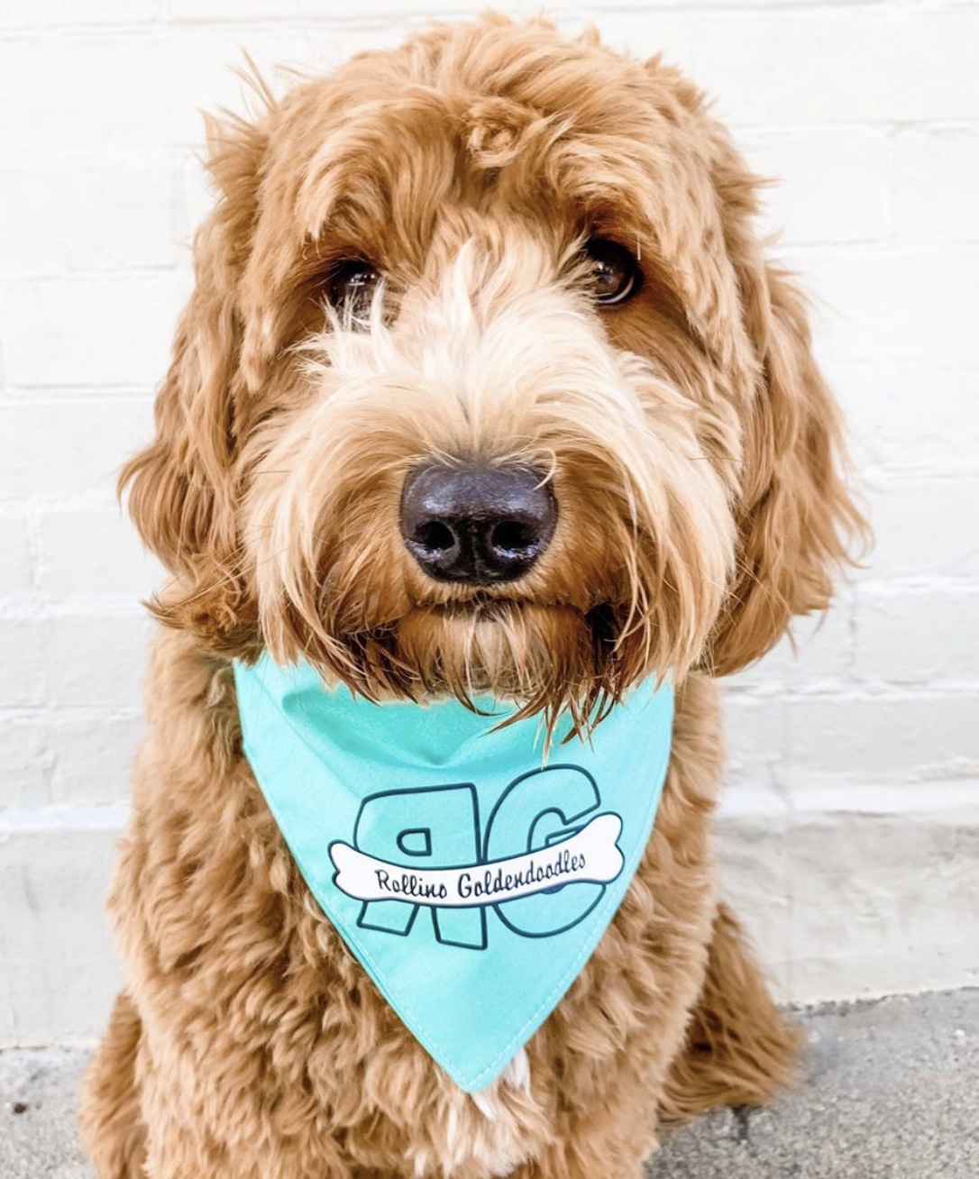 Rollins goldendoodle 2024