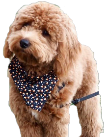 Brown and White Glitter Doodle Retractable Badge Reel-doodle Dog Glitter ID  Holder-goldendoodle-labradoodle 